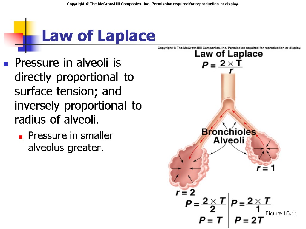 Law of Laplace Pressure in alveoli is directly proportional to surface tension; and inversely